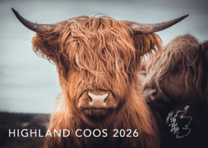 Highland Coos 2026 calendar