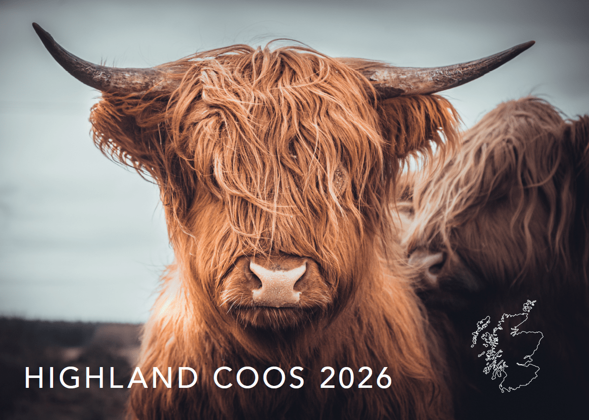 Highland Coos 2026 calendar